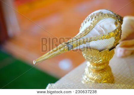 Conch Shell For Thai Style Wedding Or Water Relaunch For The Thai Traditional Wedding