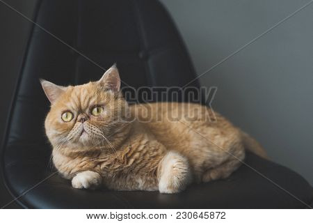 Beautiful Exotic Shorthair Cat Laying On Leather Chair. Selective Focus, Toned Image