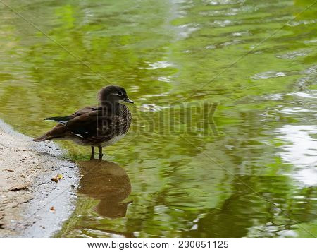 Black Duck Stand In Lake Or Pond With Brown And Green Water With Concept Of Animal And Nautre
