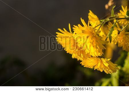 Yellow Chrysanthemums Flowers For Your Background. Close Up Shot.