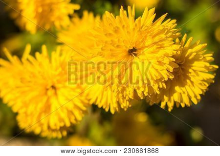 Yellow Chrysanthemums Flowers For Your Background. Close Up Shot.