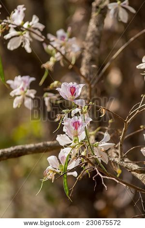 Bauhinia Variegata Purple Orchid Tree, Bauhinia Variegata Is A Species Of Plant Family Fabaceae