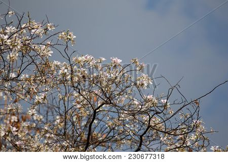 Bauhinia Variegata Purple Orchid Tree, Bauhinia Variegata Is A Species Of Plant Family Fabaceae