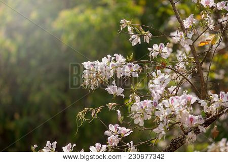 Bauhinia Variegata Purple Orchid Tree, Bauhinia Variegata Is A Species Of Plant Family Fabaceae