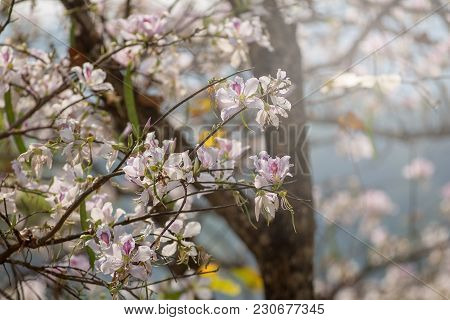 Bauhinia Variegata Purple Orchid Tree, Bauhinia Variegata Is A Species Of Plant Family Fabaceae