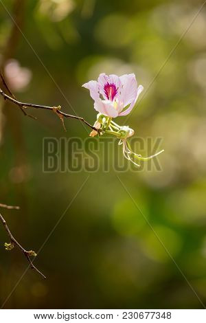 Bauhinia Variegata Purple Orchid Tree, Bauhinia Variegata Is A Species Of Plant Family Fabaceae