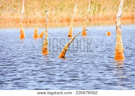 Copper Red Polluted Lake Mine In Gossan Cobre Huelva Spain