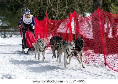 Sled Dog Race In Zuberec, Slovakia