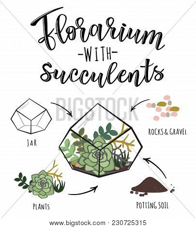 Vector Illustration Of A Florarium With Succulents. Infographic Poster Design With Succulent Flower 