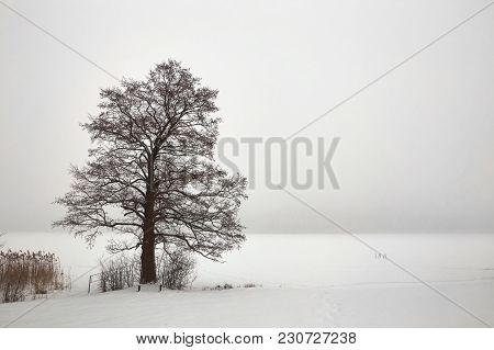 Belarus, Grodno, Molochnoe Lake. Lonely Tree On The Shore In Winter.