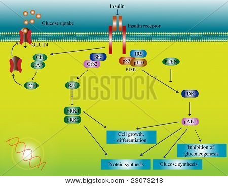 Camino molecular de la insulina