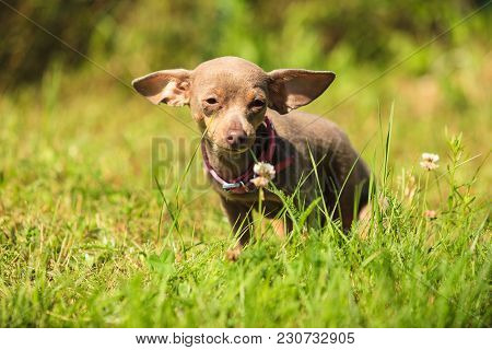 Little Pinscher Ratter Prazsky Krysarik Crossbreed Small Dog Playing Outside On Grass During Summer 