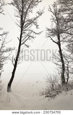 Belarus, Grodno, Molochnoe Lake. Lonely Tree On The Shore In Winter.