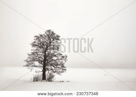 Belarus, Grodno, Molochnoe Lake. Lonely Tree On The Shore In Winter.