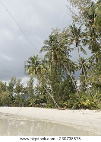 Ko Kut,thailand- February 25,2018: Coconut Palms On The Paradise Coconut Island
