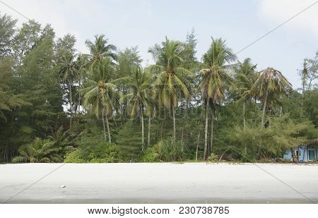 Ko Kut,thailand- February 25,2018: Coconut Palms On The Paradise Coconut Island