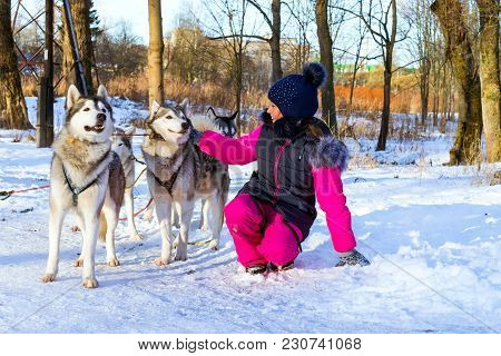 Girl Playing With Sled Dogs Siberian Husky In Snow