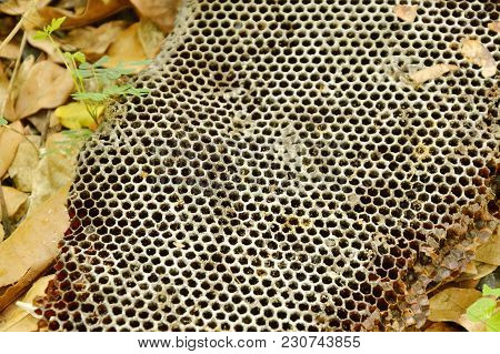 Dead Bee Nest Falling On Ground In Forest