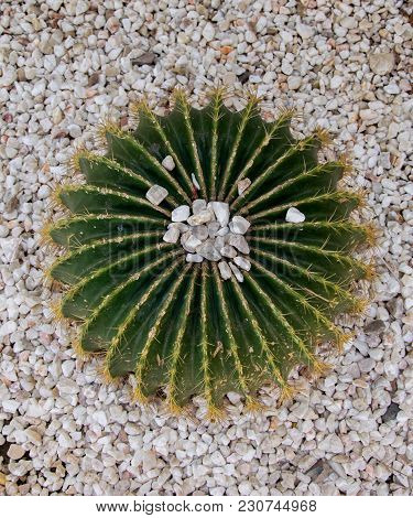 Big Green Cactus On The Background Of Stones.