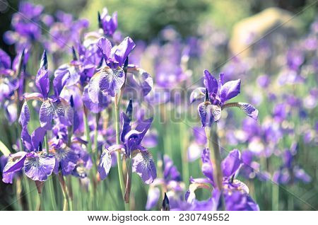 Violet Blue Flowers Of Wild Iris, Covered With Drops Of Summer Rain, On A Green Background Of Meadow