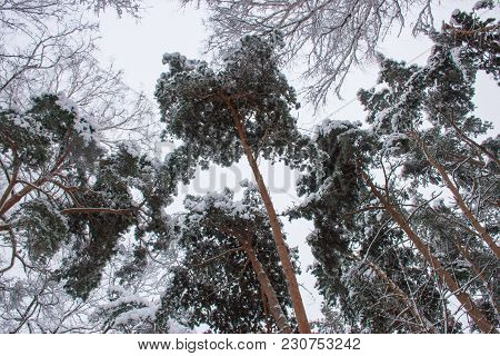 Winter Background. Frosty Branches Of The Winter Pine Trees Against  Sky/ Forest Winter Landscape Sc