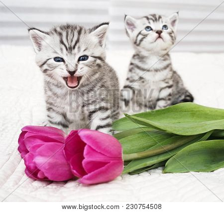 The Kitten Meows Shouts Purebred Kitten. Baby Kitten