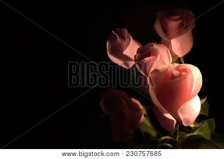 Several Light Pink Roses On Black Background