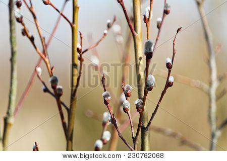 New Blossom Of Pussy Willow, Salix Caprea, Spring Time