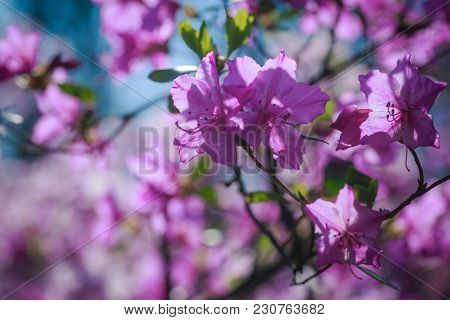 Bush Of Flowering Azaleas Against A Background Of Trees In A Blue Haze.