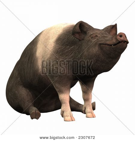 Gyűrűs Piggie