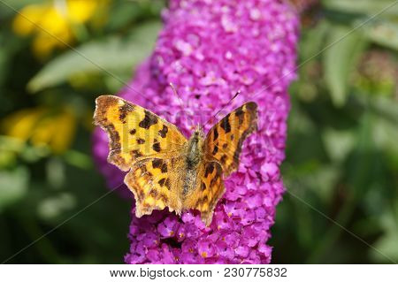 Polygonia C-album Butterfly On The Butterflybush Or Butterflytree Buddleja Davidii