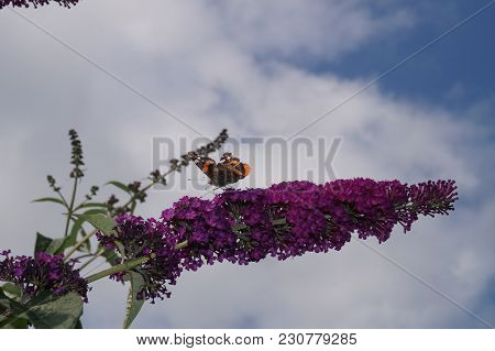 The Butterfly Vanessa Atalanta Also Called Admiral On The Butterflybush Buddleja Davidii