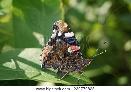 The Butterfly Vanessa Atalanta Also Called Admiral On The Butterflybush Buddleja Davidii