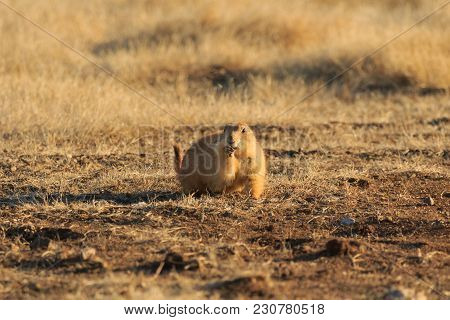 A Black Tailed Prairie Dog Foraging For Food At The Wichita Mountains Wildlife Refuge Located In Ind