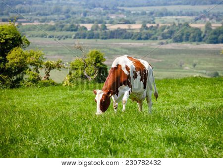 Holstein Friesian dairy cattle at pasture on the South Downs hill in rural Sussex, Southern England, UK