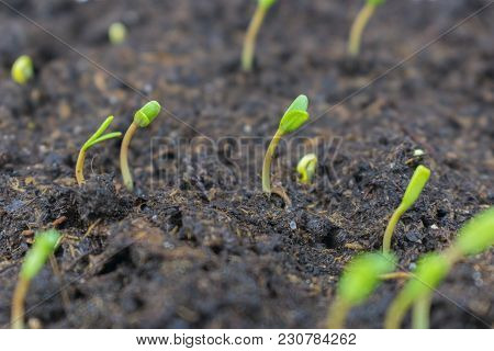 Sprouted Seeds Of Flowers Of Marigolds Sown On Seedlings In A Box In The Soil Of A House