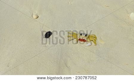 Lovely Small Beach Crab Walking On The Sand. Aruba, Eagle Beach.