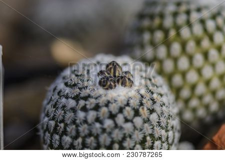 Cactus Turbinicarpus Valdezianus Buds Against Blurry Background