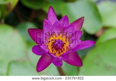 Bright Pink Water Lily Flower With Yellow Pollen. Water Lily On Top Veiw