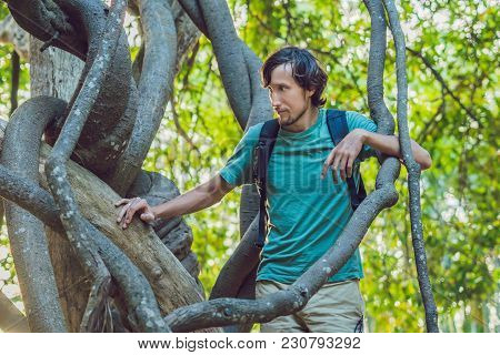 Man Watching Tropical Lianas In Wet Tropical Forests.