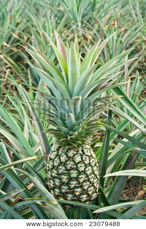 Ananas fresco In campo.