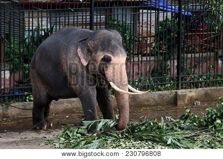 Sri Lankan Tusker Elephant Near Kandy Temple