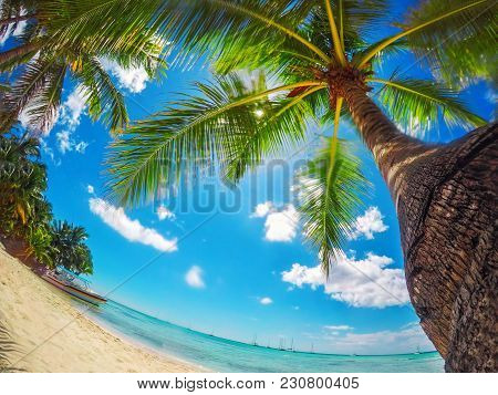 Palm Against Bluew Sky. Paradise Beach On Tropical Islands. Saona Island,  Dominican Republic.