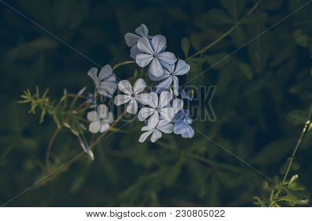 Blue Plumbago Flower On Green Leaves Background. Macro View Of Blue Plumbago Flower. Plumbago Auricu