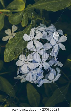 Blue Plumbago Flower On Green Leaves Background. Macro View Of Blue Plumbago Flower. Plumbago Auricu