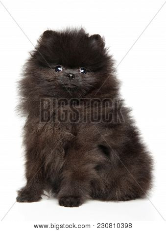 Zwerg Spitz Puppy On White Background
