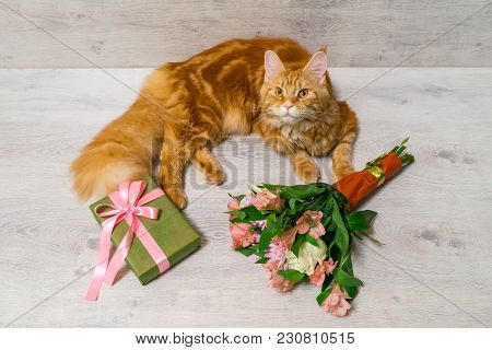 Young Red Cat Of Maine Coon Breed Lying On Wooden Table With Colorful Bouquet Of Roses, Chrysanthemu