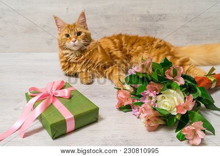 Young Red Cat Of Maine Coon Breed Lying On Wooden Table With Colorful Bouquet Of Roses, Chrysanthemu