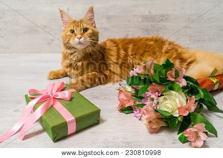 Young Red Cat Of Maine Coon Breed Lying On Wooden Table With Colorful Bouquet Of Roses, Chrysanthemu