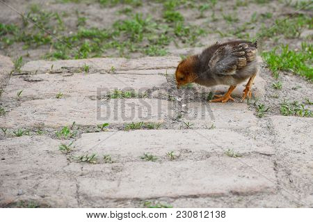 Yellow Baby Chicken Walk On The Grass With Copyspace
